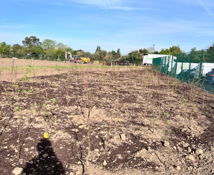 Week 28 progress landscaping trees planted